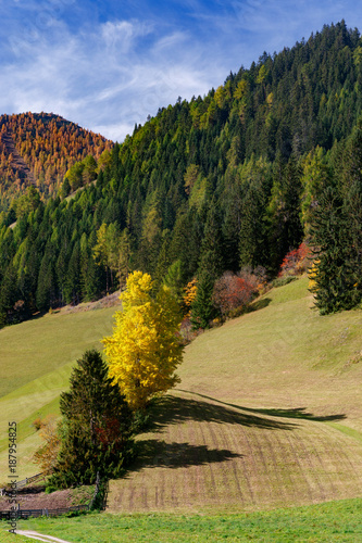 kolorowe drzewa na alpejskiej łące w Dolomitach