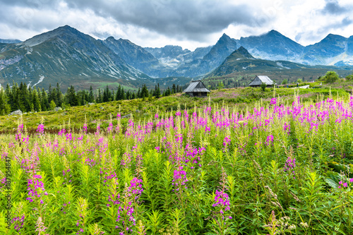 Houses in mountains, landscape with summer mountain flowers on meadow, Hala Gasienicowa, popular tourist attraction in Tatra National Park, Poland