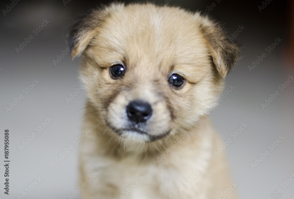 Innocent puppy Innocent puppy