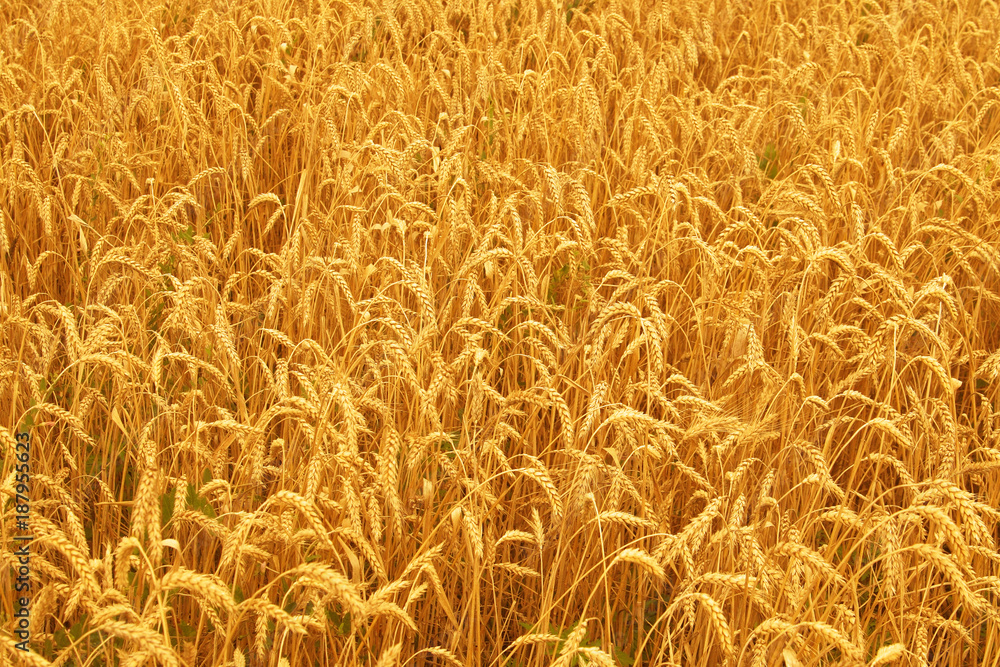 Field of wheat. Ears of golden wheat close up. Background of ripening ears of wheat. Rich harvest Concept. Field of wheat. Ears of golden wheat close up. Background of ripening ears of wheat. Rich harvest Concept.