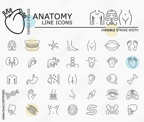 Human anatomy line icons with minimal nodes and editable stroke width and style