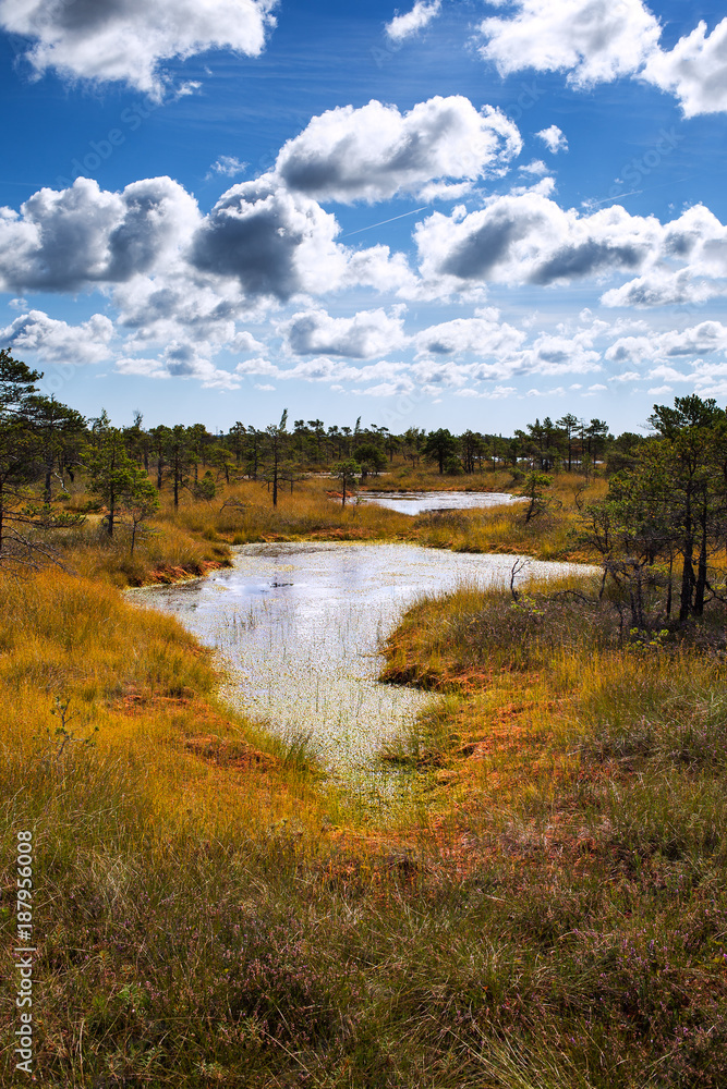 Bog landscape in Kemeri National park, Latvia. Bog landscape in Kemeri National park, Latvia.