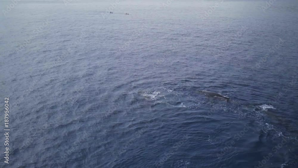 Humpback whales playing near water surface in Pacific ocean Humpback whales playing near water surface in Pacific ocean