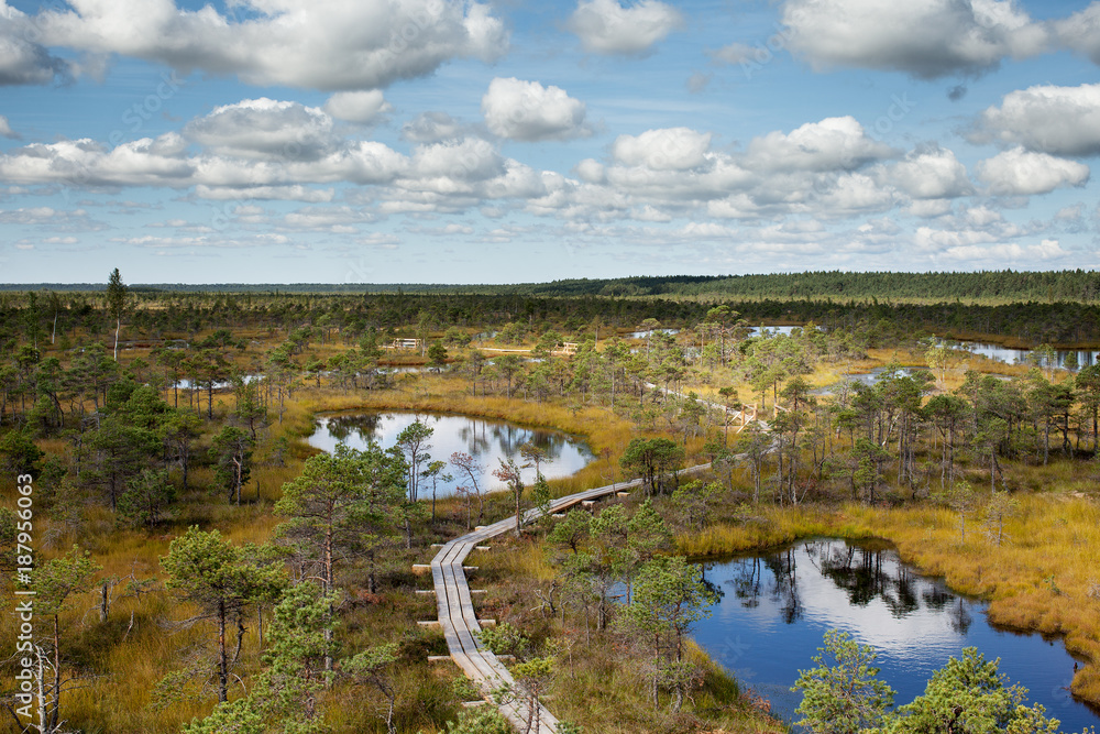 Obraz premium Bog landscape in Kemeri National park, Latvia.