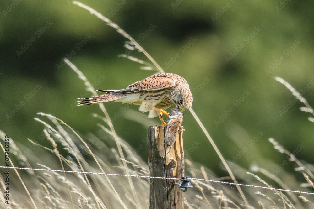 Falke mit beute