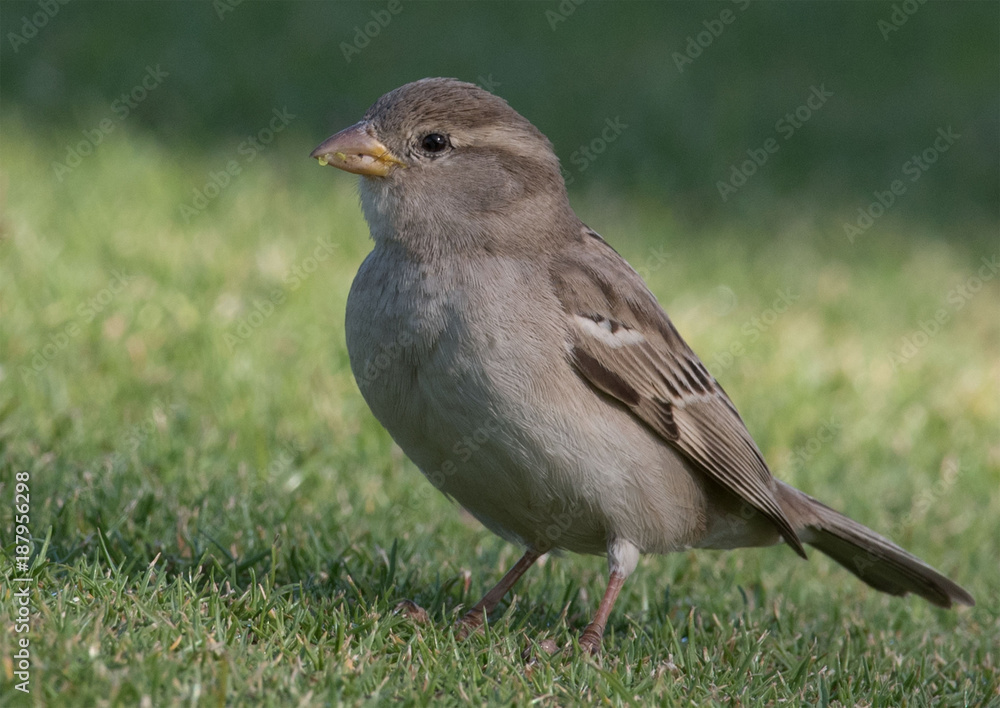 Brown feathered bird looking for a Winter feed Brown feathered bird looking for a Winter feed