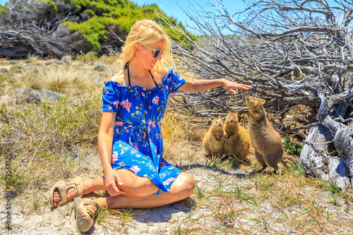 Three Quokka sniffing girl hand in a sunny day outdoors, summer season, Australia. Blonde caucasian tourist woman interacts with curious Quokka in the wilderness of Rottnest Island, Western Australia. photo