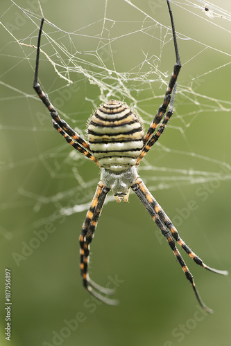 The spider species Argiope aurantia.