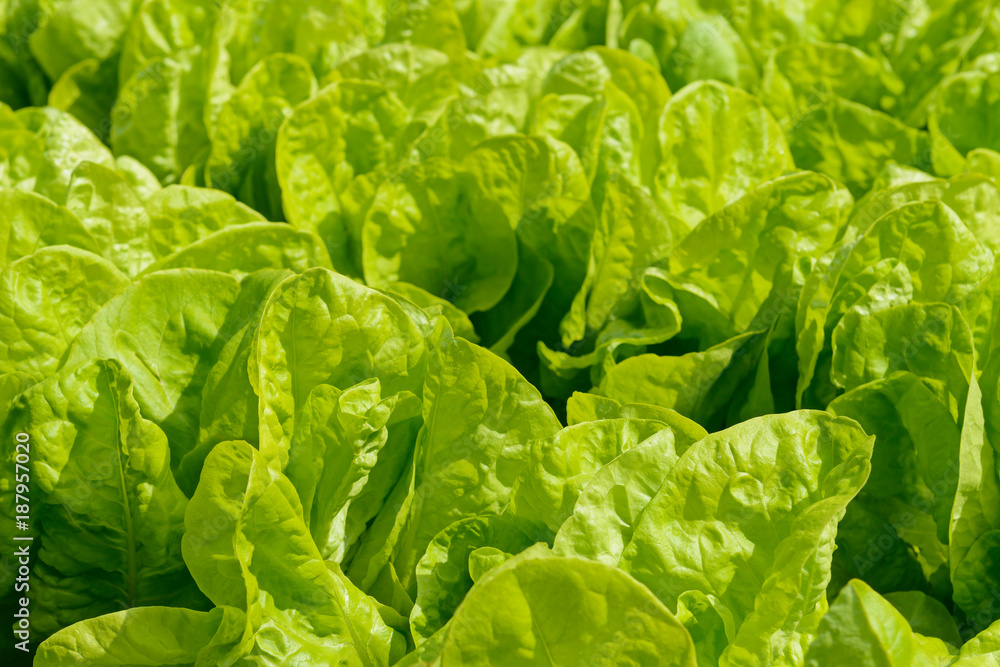 bright green leaves of lettuce on the bed bright green leaves of lettuce on the bed