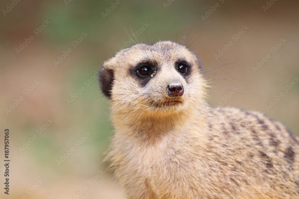 Fototapeta premium meerkat cute face