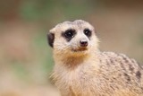 meerkat cute face