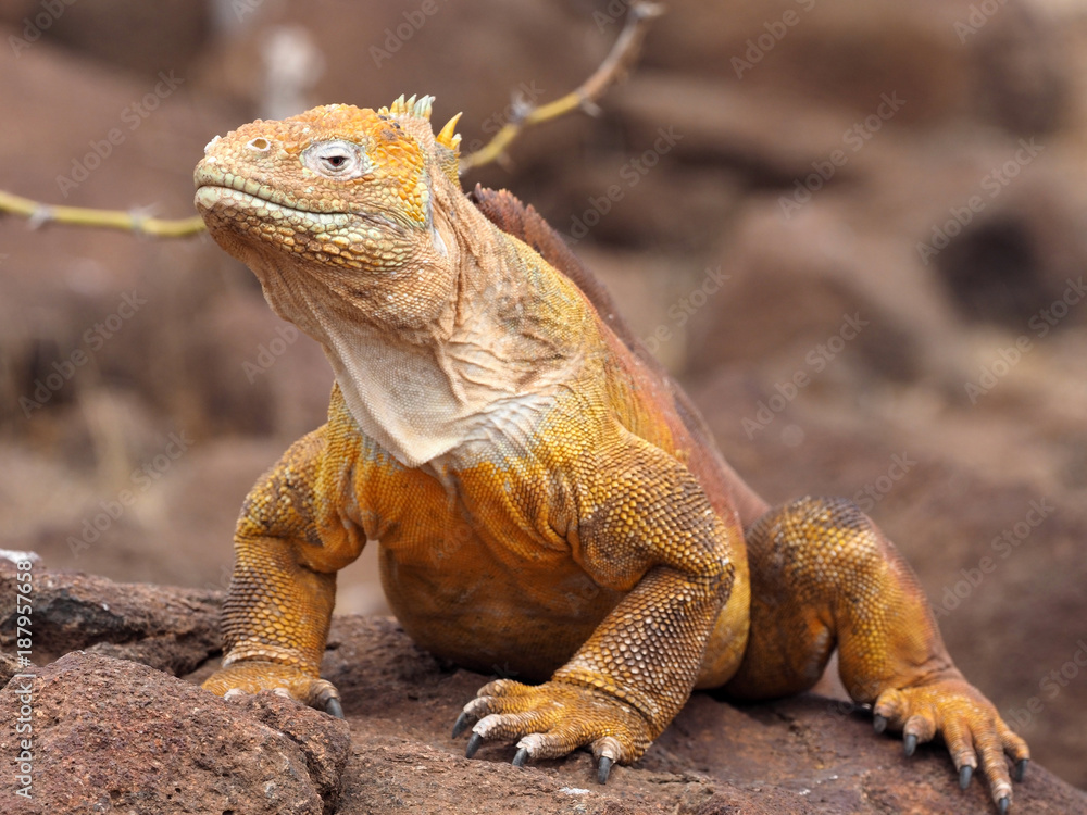 Fototapeta premium Portrait of Land Iguana, Conolophus subcristatus, North Seymour, Galapagos, Ecuador