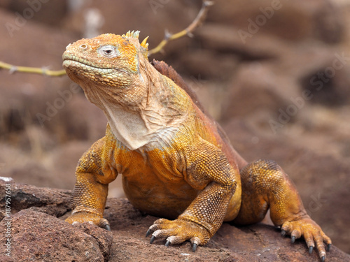 Portrait of Land Iguana  Conolophus subcristatus  North Seymour  Galapagos  Ecuador