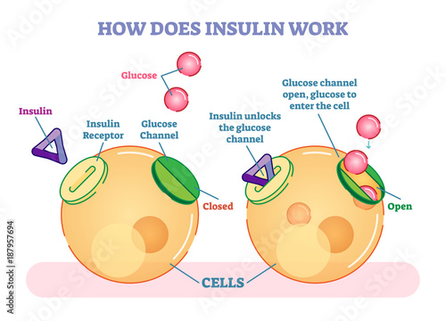 How does insulin work, illustrated vector diagram. Educational medical information. 
 photo