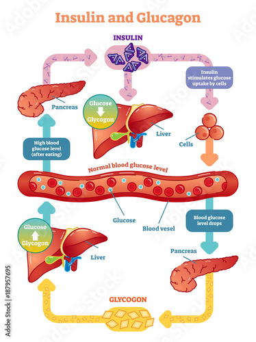 Insulin and glucagon vector illustration diagram. Educational medical information. 
