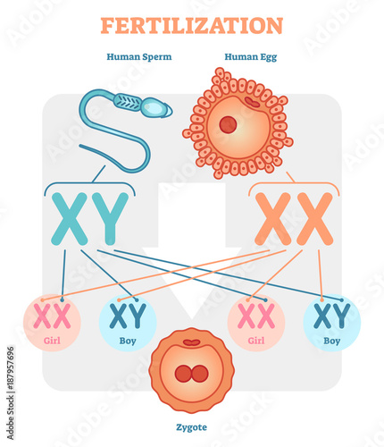 Fertilization diagram, vector illustration. Educational medical information.