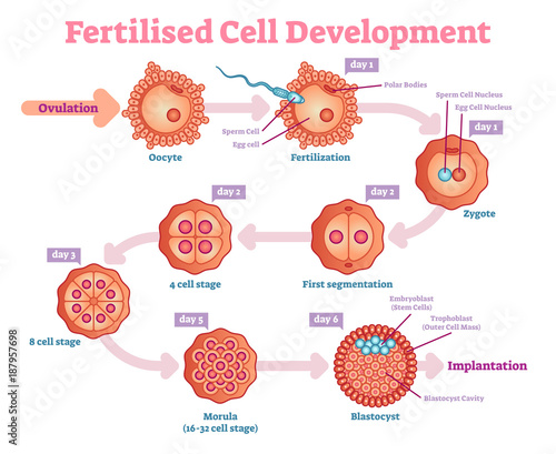 Fertilised Cell development diagram, vector illustration. Educational medical information.
