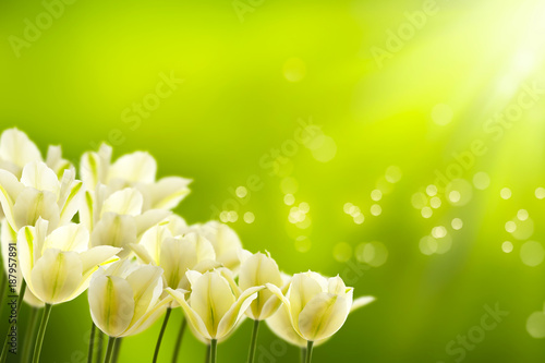 Fototapeta Naklejka Na Ścianę i Meble -  weiße tulpen in der frühlingssonne