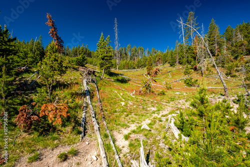 Forest in Yellowstone National Park