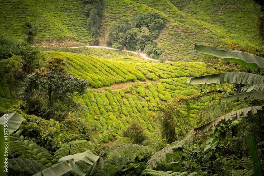 tea plantation green scenery landscape