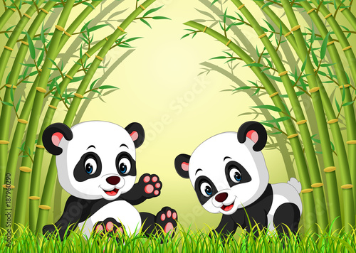 Fototapeta Naklejka Na Ścianę i Meble -  two cute panda in a bamboo forest 