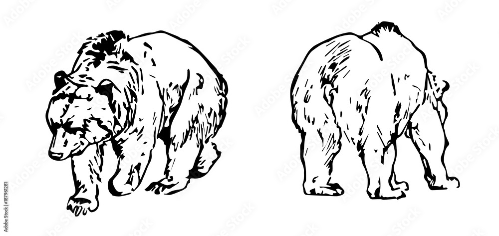 Obraz premium grizzly bear - Ursus arctos horribilis - Grizzlybär