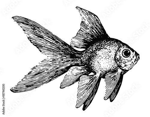 Goldfisch-Carassius auratus-goldfish