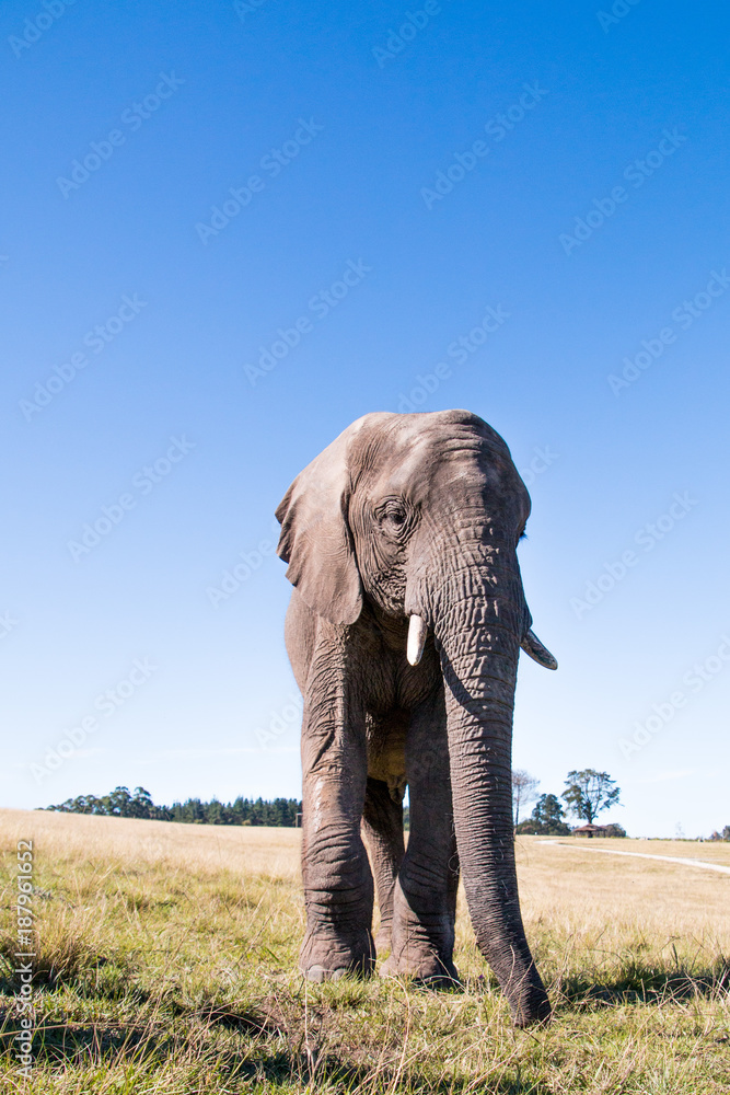 Fototapeta premium African elephant facing the camera full length portrait with blue sky background