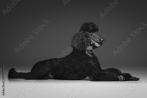 Fototapeta Naklejka Na Ścianę i Meble -  beautiful black poodle on grey background