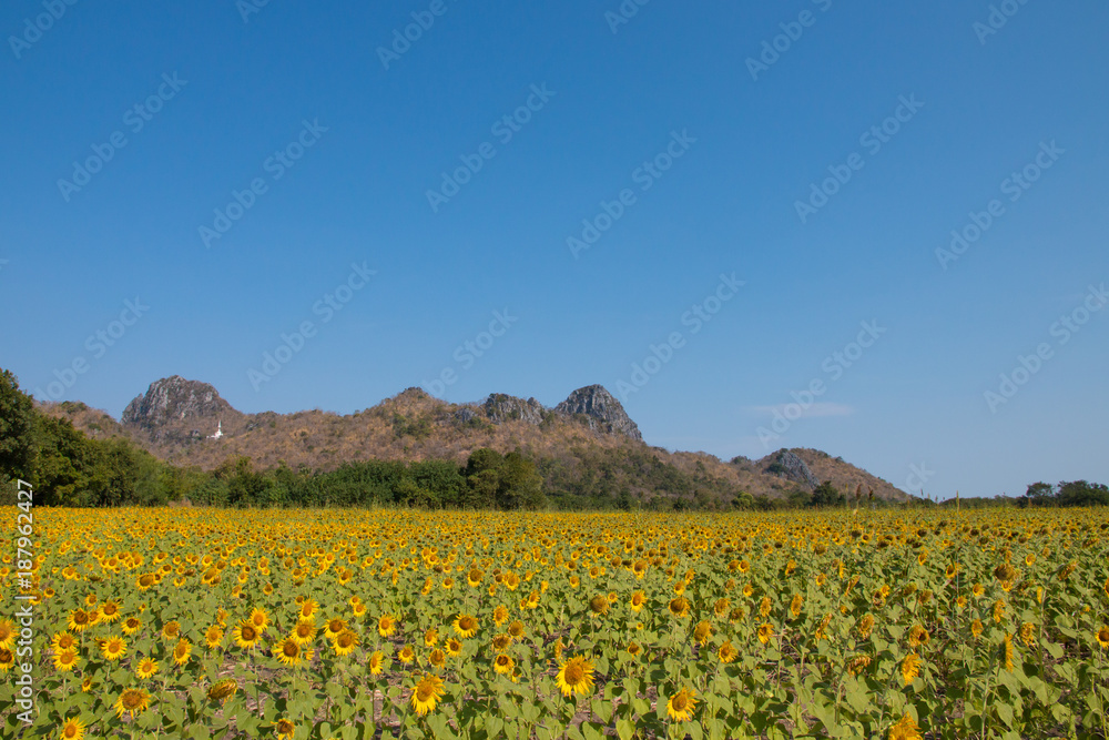 sunflower field with blue sky.