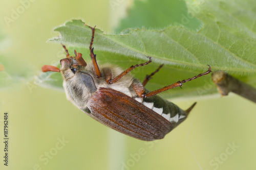 Maybeetle on green leaf photo