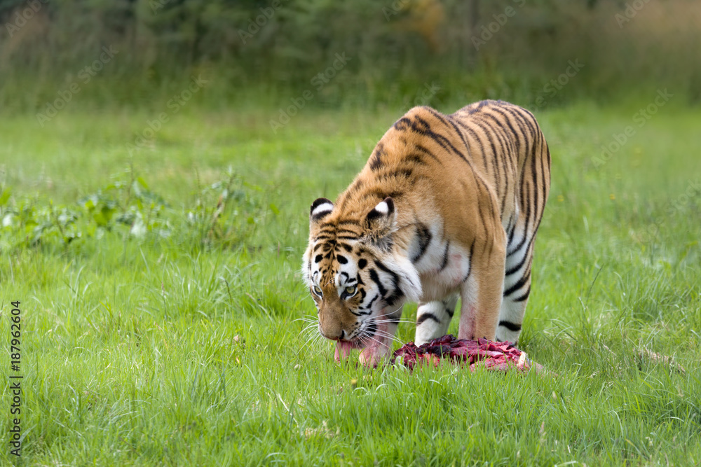 Fototapeta premium Hungry Amur tiger