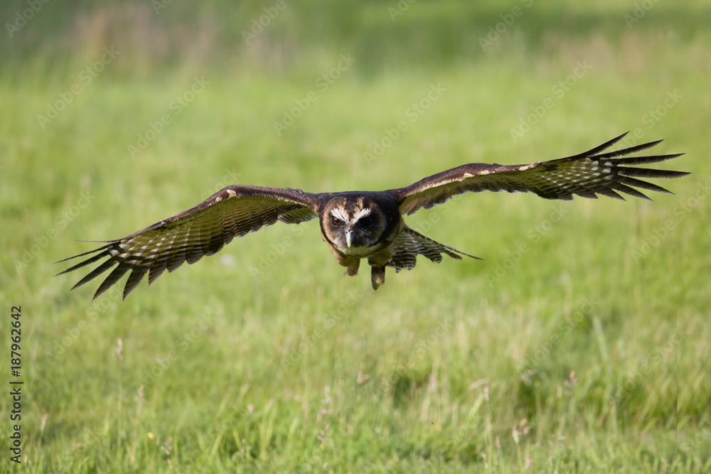 Fototapeta premium Malaysian wood owl in flight