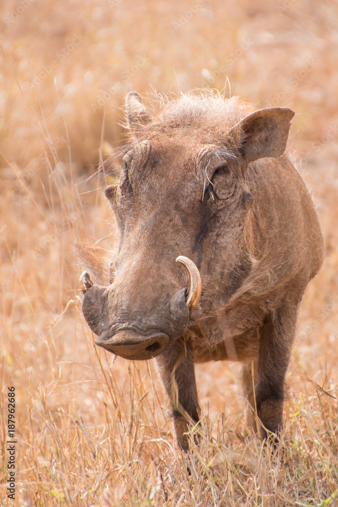 Warthog standing and looking at the camera portrait of one animal Warthog standing and looking at the camera portrait of one animal