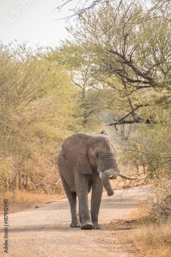 Young African elephant bull walking on dirt road facing camera with it s trunk over it s tusk  full length portrait