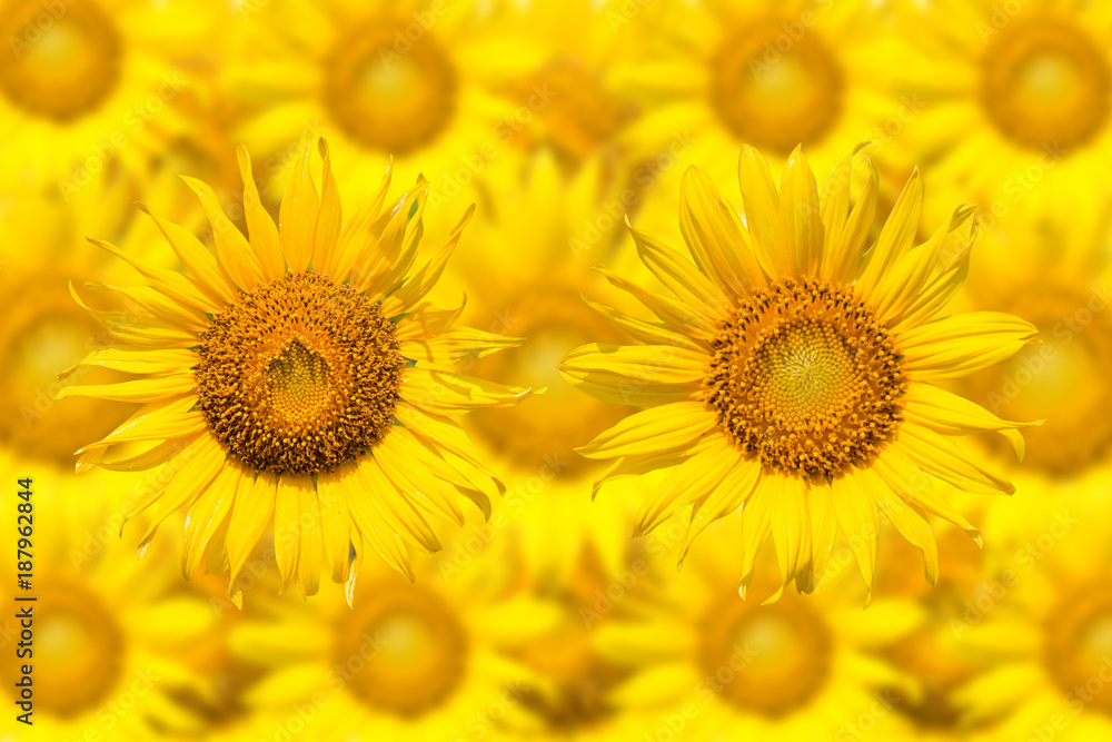 Naklejka premium close up of a sunflower on sunflower background