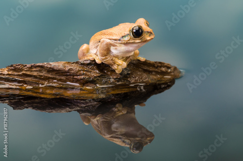 Mission golden-eyed tree frog with reflection
