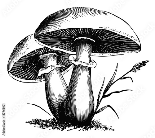 Pilze-fungi-mushrooms-vintage
