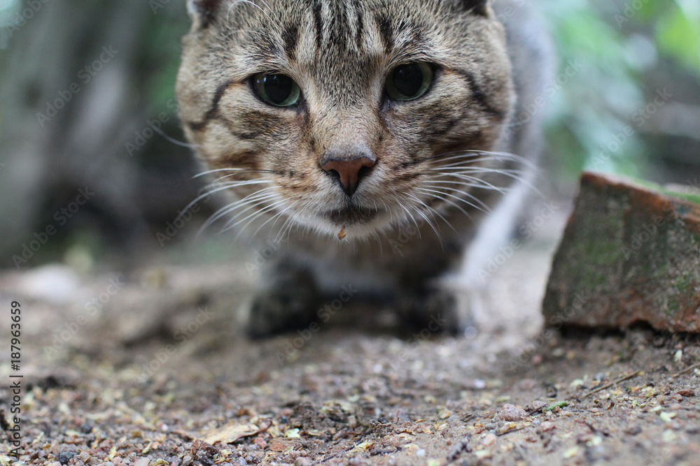 striped tabby cat with green eyes looking close to striped tabby cat with green eyes looking close to