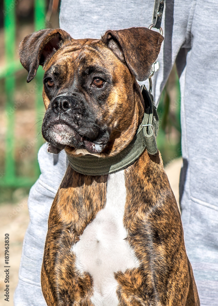 Dog bulldog of brindle color in the street Dog bulldog of brindle color in the street