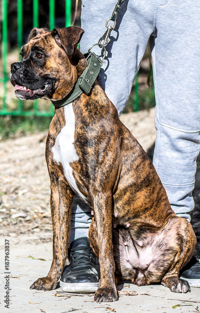 Brindle sales colour dog