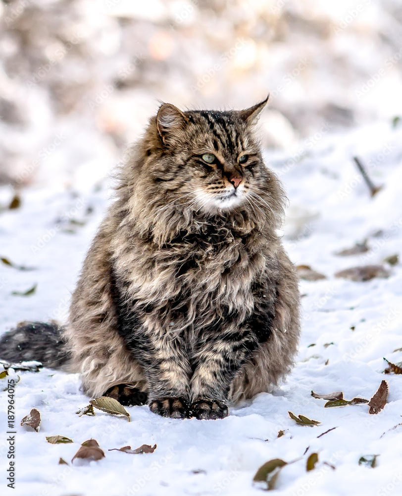 Beautiful homeless cat in the winter on the street