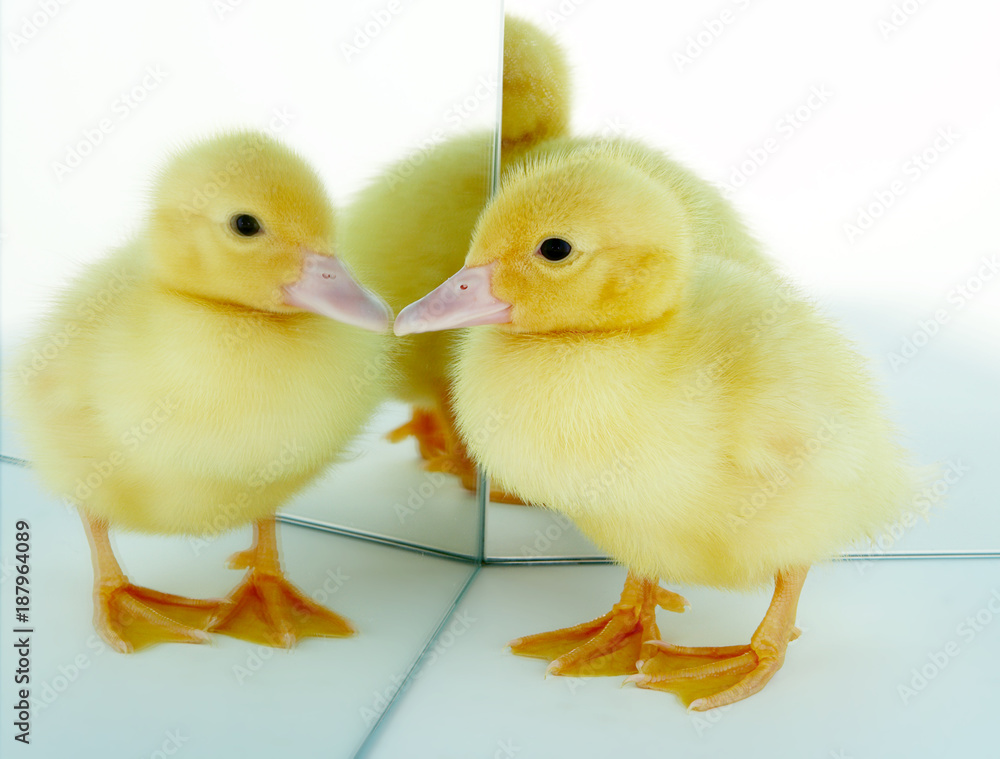 Mirrored duckling