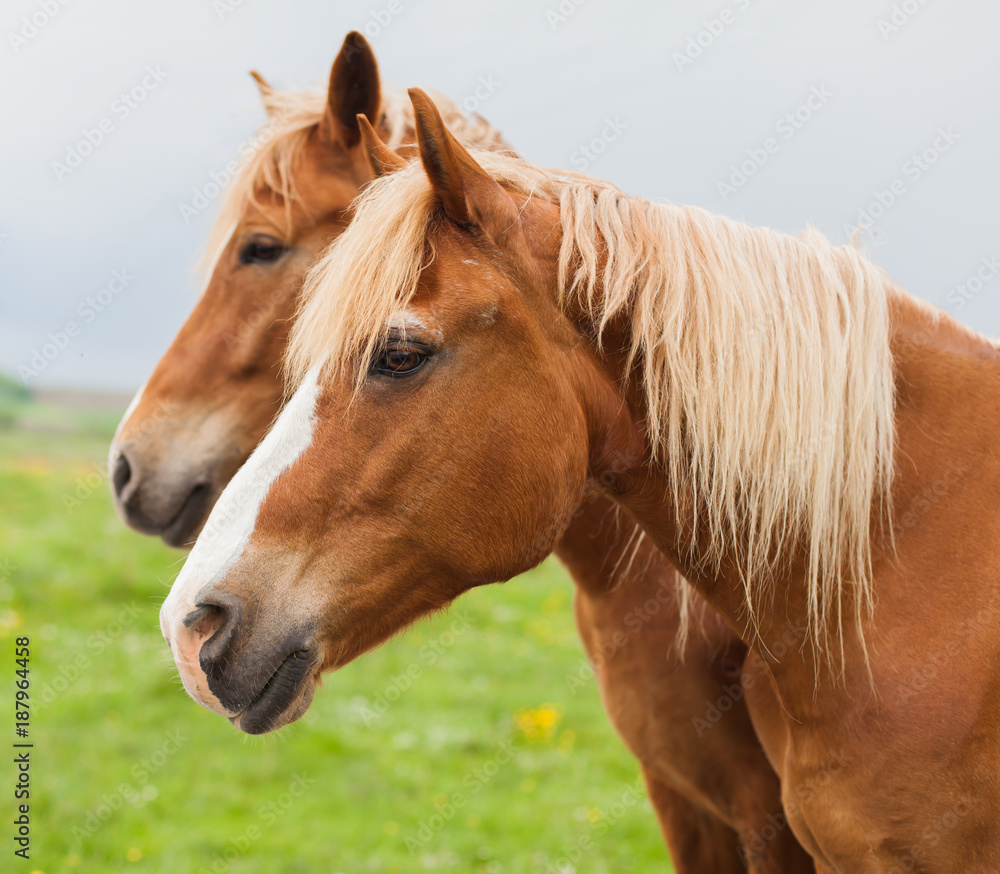 Obraz premium horses