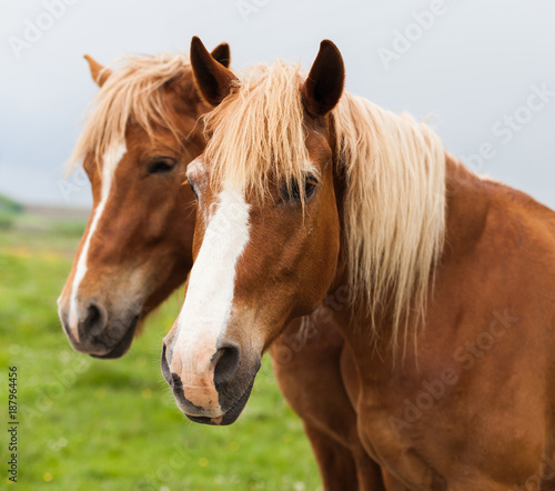 horses