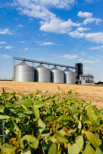four silver silos in a wheat field