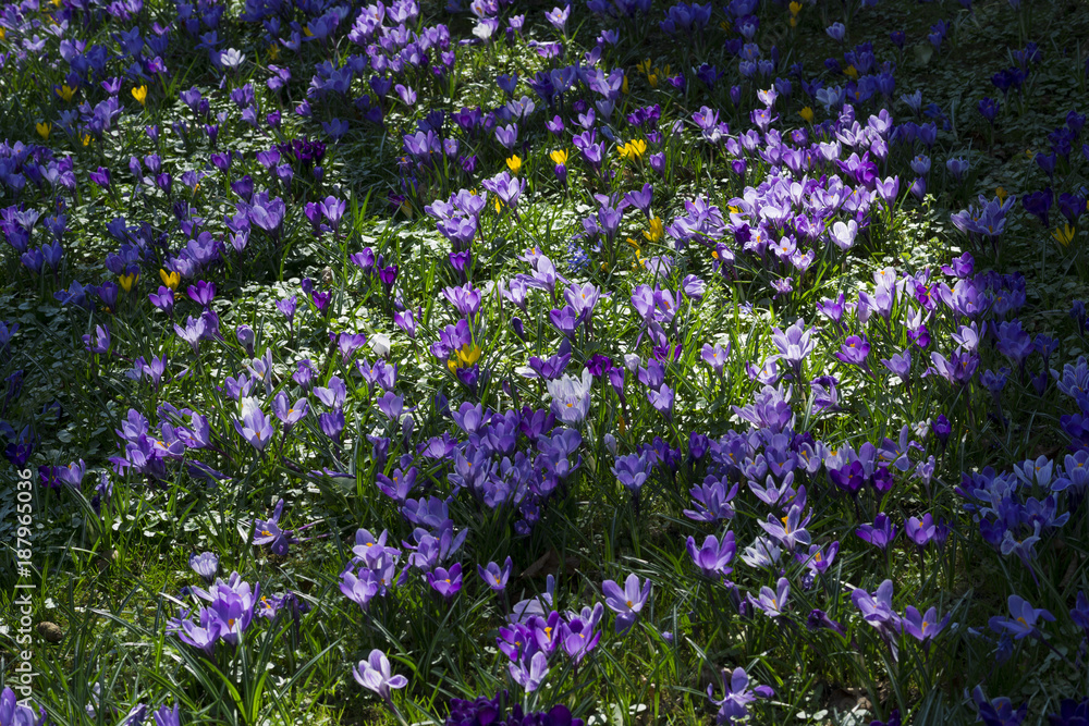 Wiese mit violetten Krokussen Wiese mit violetten Krokussen