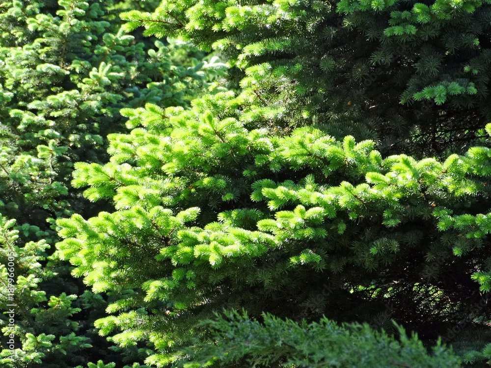 The lush green of young fir branches The lush green of young fir branches