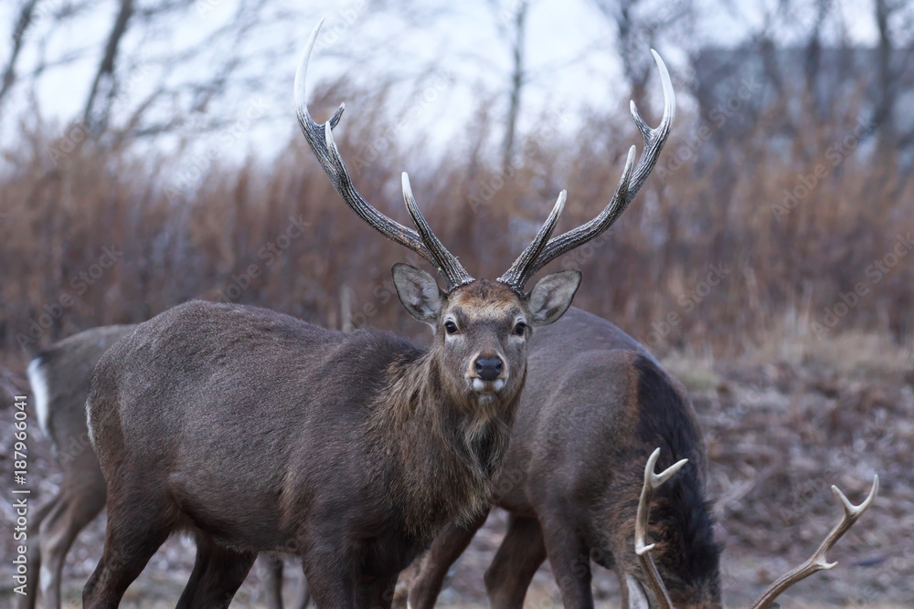 Obraz premium エゾシカ