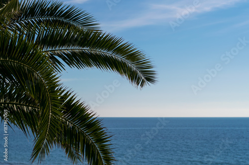  Palm leaves on blue sea background